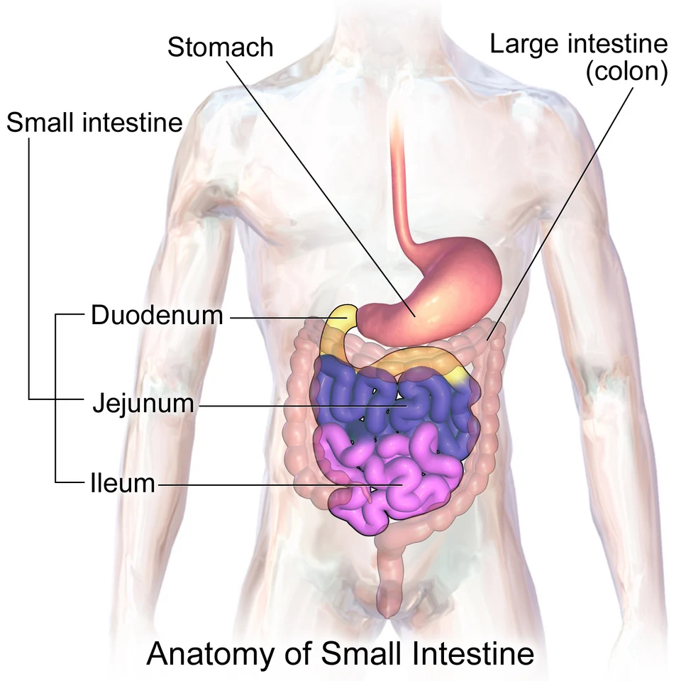 Duodenum, jejunum and ileum: the three parts of the small intestine.