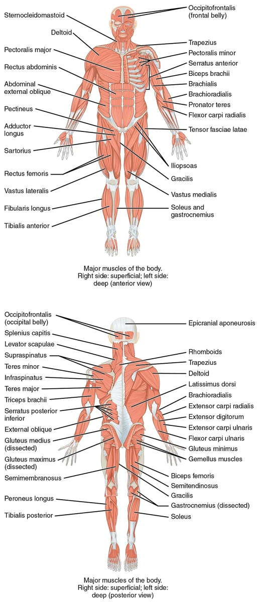 Front and back muscle anatomy, including the abdominal wall, arms, thighs and buttocks.