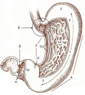 Stomach anatomy: the esophagus enters at the top and the pylorus leads into the duodenum.